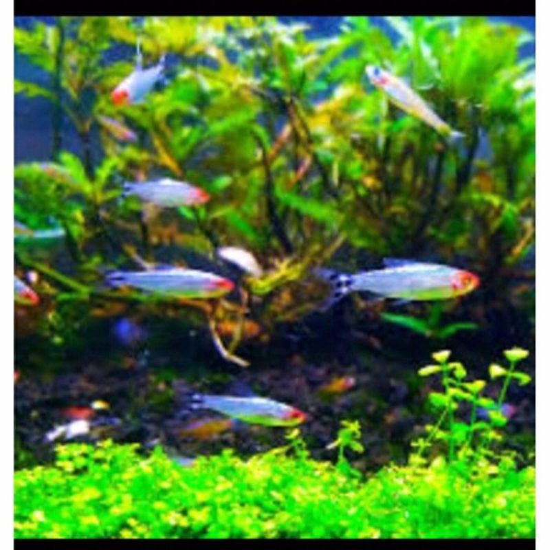 hiasan aquarium rednose berlian