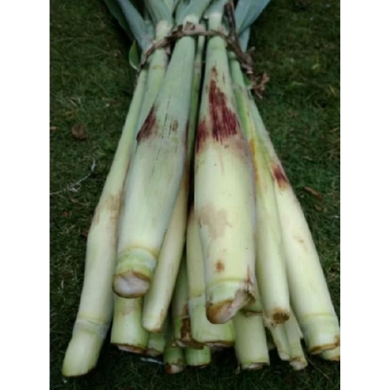 

TERUBUK SAYUR TERUBUS terubuk 1KG BUAT DIMASAK SIAP