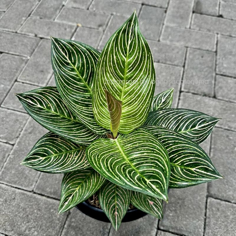 Tanaman Hias Aglonema Golden Hope / Aglonema Golden Hope/ Tanaman Hias Bunga Aglaonema Murah Merah B