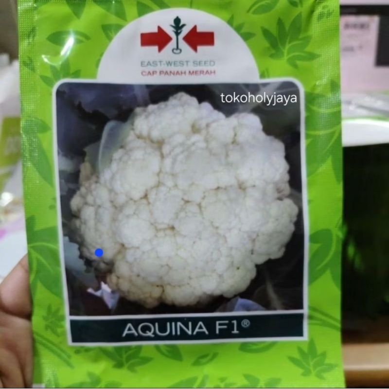 Benih bunga kol AQUINA F1 10gram bungkul aquina panah merah kembang kol dataran tinggi tahan penyaki