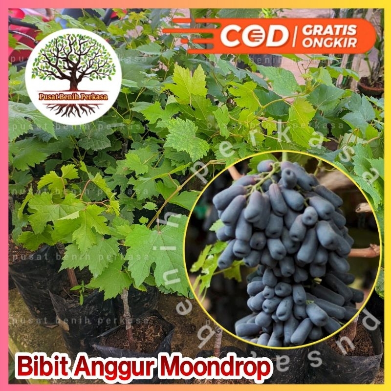 Bibit Anggur Import Moondrop Valid / Bibit Anggur Moondrop Asli 100%