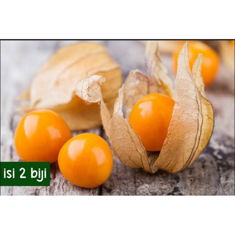 CIPLUKAN GOLDEN, GOLDEN BERRY, CIPLUKAN, CIPLUKAN KUNING, CIPLUKAN JUMBO, CIPLUKAN BESAR, BIBIT MURA