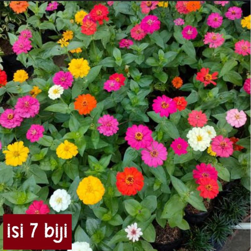 BIJI BUNGA ZINNIA ELEGANT , KEMBANG KERTAS ,TANAMAN HIAS, BENIH BUNGA ZINNIA