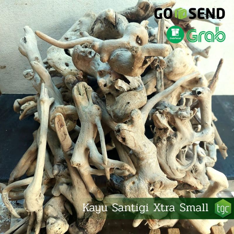 Kayu Santigi Laut Driftwood - Ukuran Ekstra Kecil / Santigi untuk detail.