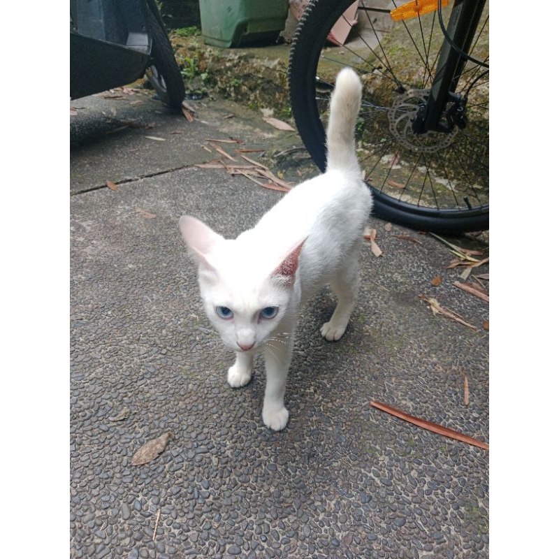 

CoLink Produk (TERIMAKASIH BANYAK)