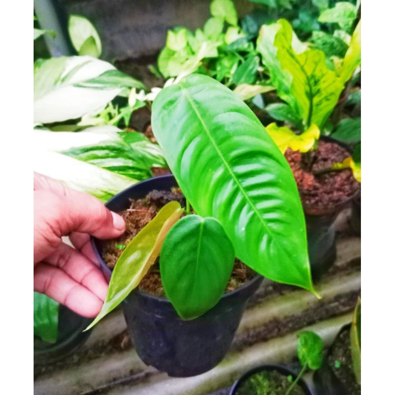 SHARONIAE SAN ANTONIO