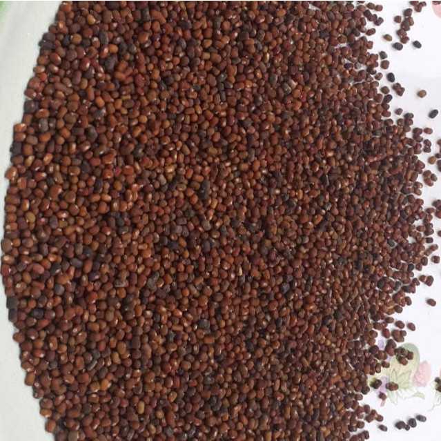 Benih Biji Kacang PJ (Pueraria Javanica) Cover Crop