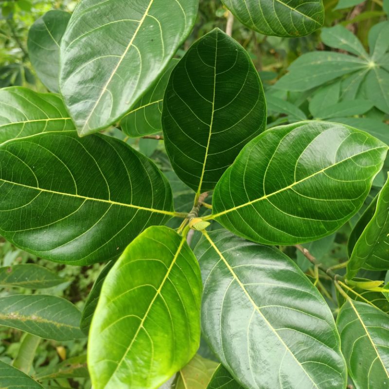 

Daun Nangka Segar Obat Herbal Alami 100 Lembar