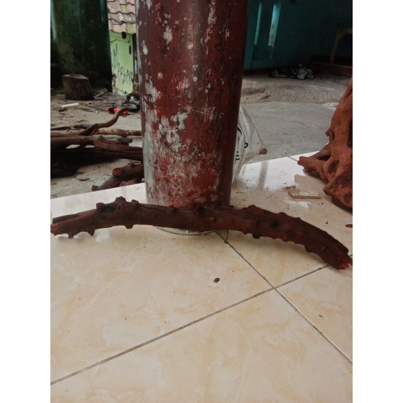 kayu santigi gunung aquascape