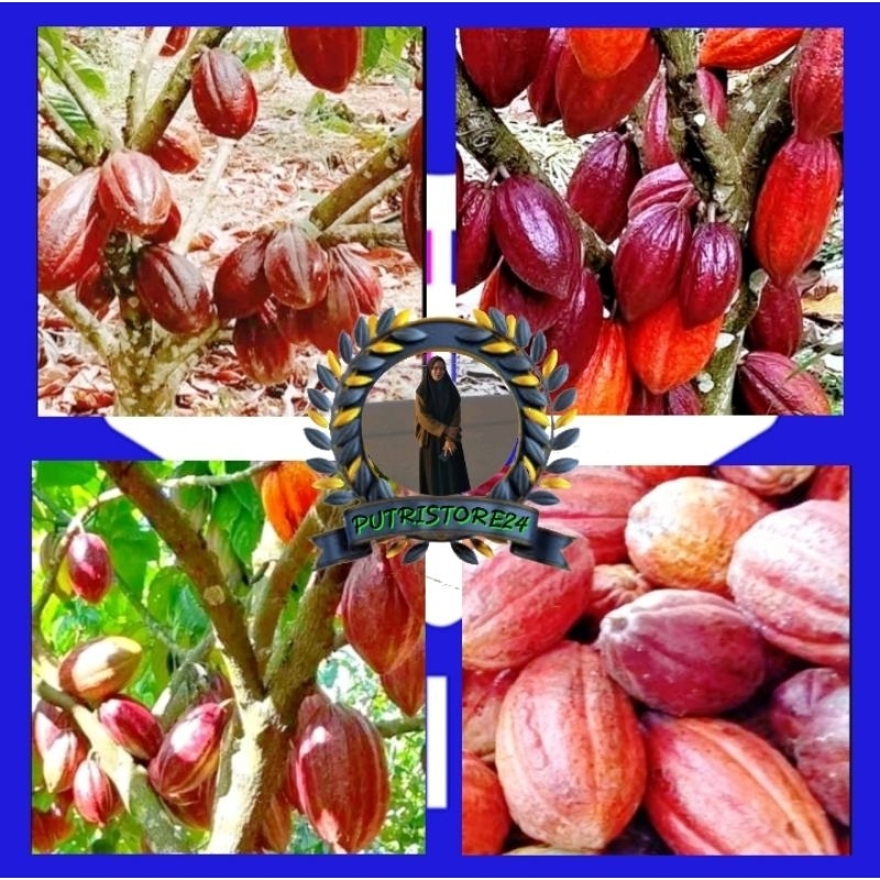 BENIH KECAMBAH KAKAO MCC02 ISI 30 BIJI