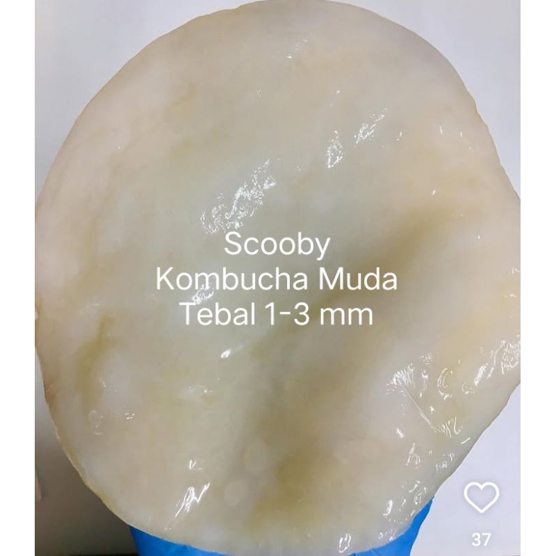 

SCOOBY KOMBUCHA MUDA TEBAL 1-3mm