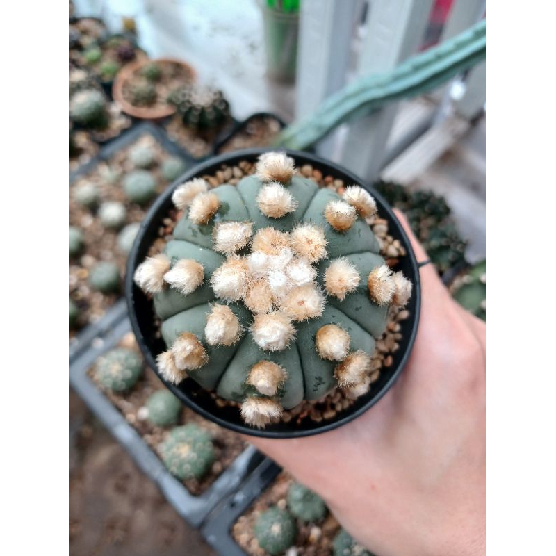 Astrophytum Ooibo 02 | Kaktus