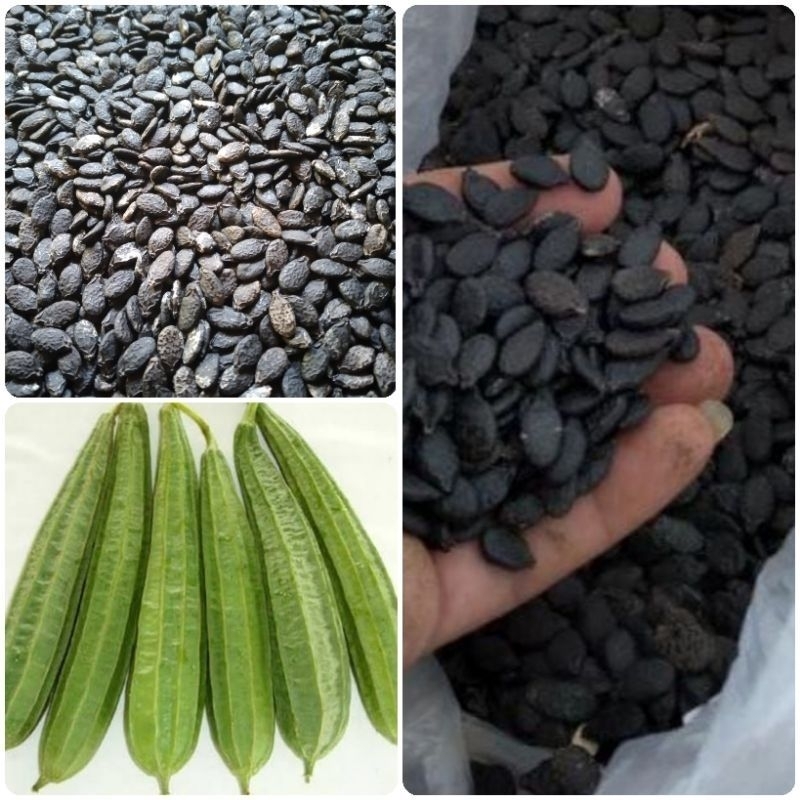 READY STOK  100 BIJI BIBIT GAMBAS/OYONG SUPERAN F1 SUPER PANJANG