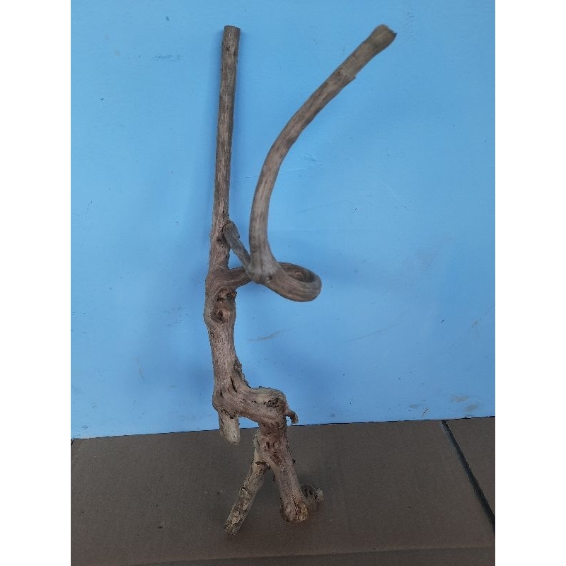 

AKAR KAYU UNIK ASLI BERKARAKTER