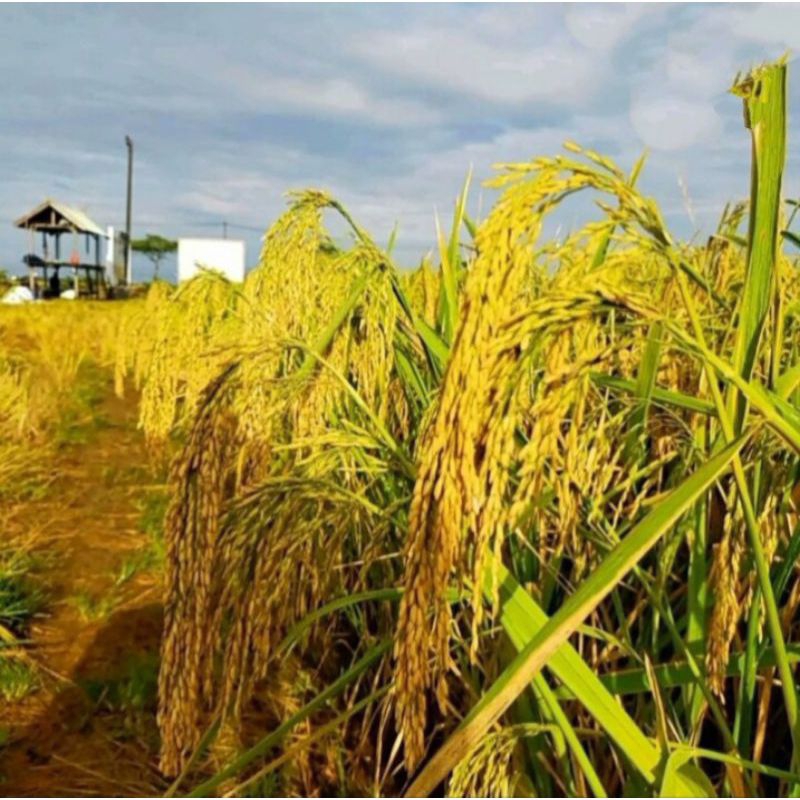 BENIH PADI RAJASA 01 TERBAIK UNGGULAN 5KG
