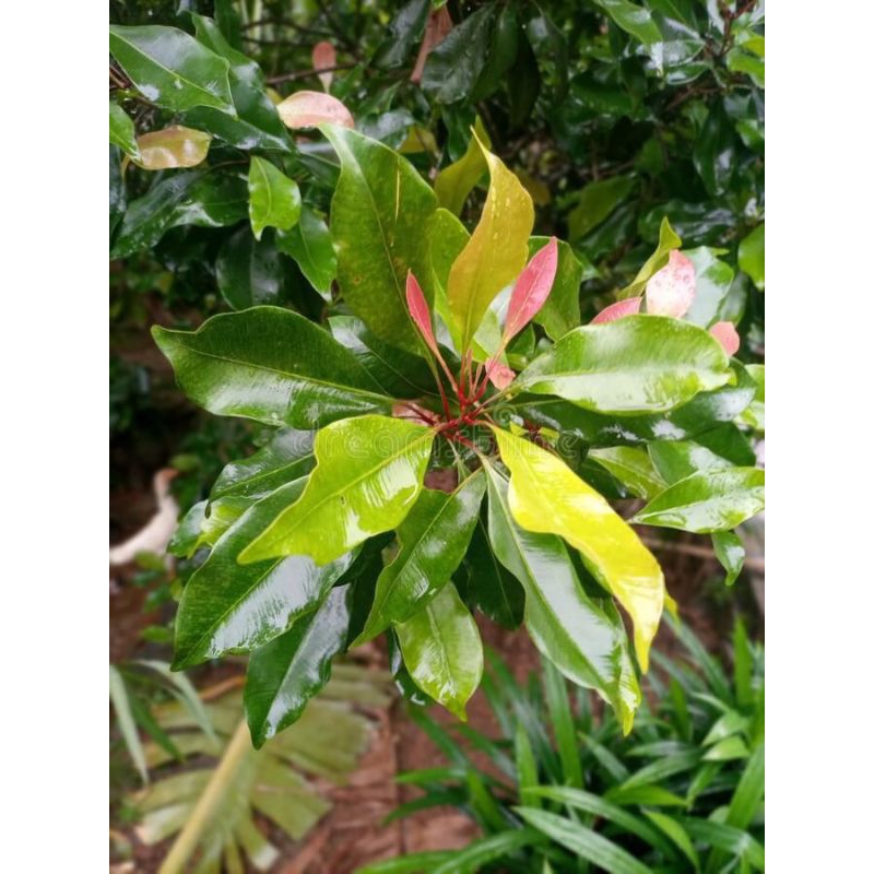 

DAUN CENGKEH SEGAR