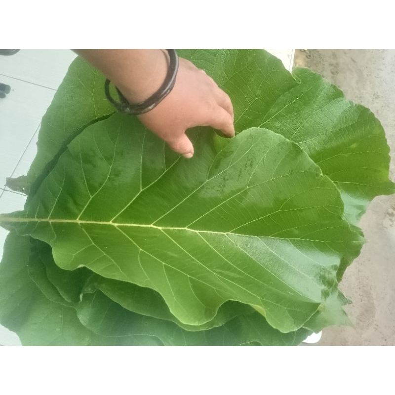 

Daun Jati Segar Ukuran Besar Dan Lebar Tanpa Cacat 1 Kg 30 Lembar