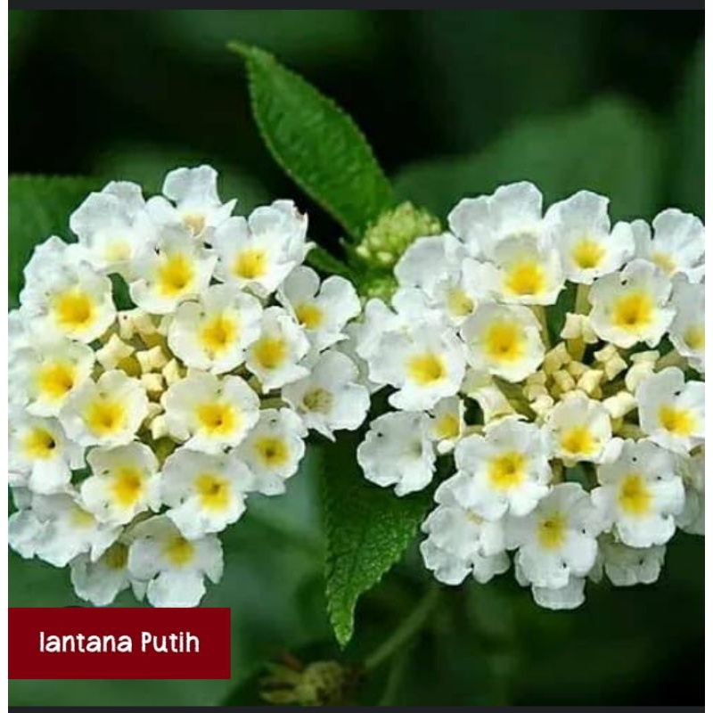 TANAMAN HIAS, TUMBUHAN LANTANA, BUNGA LANTANA , BIBIT BUNGA LANTANA