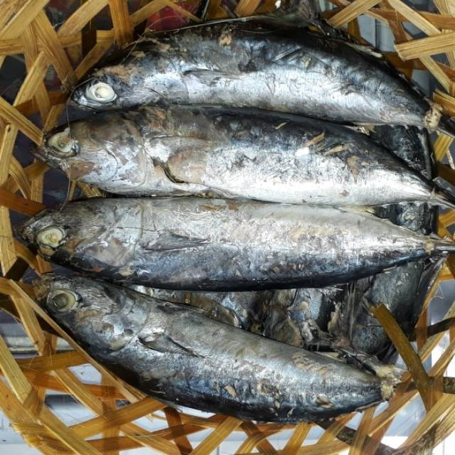 

Ikan Pindang Tongkol 1 ekor