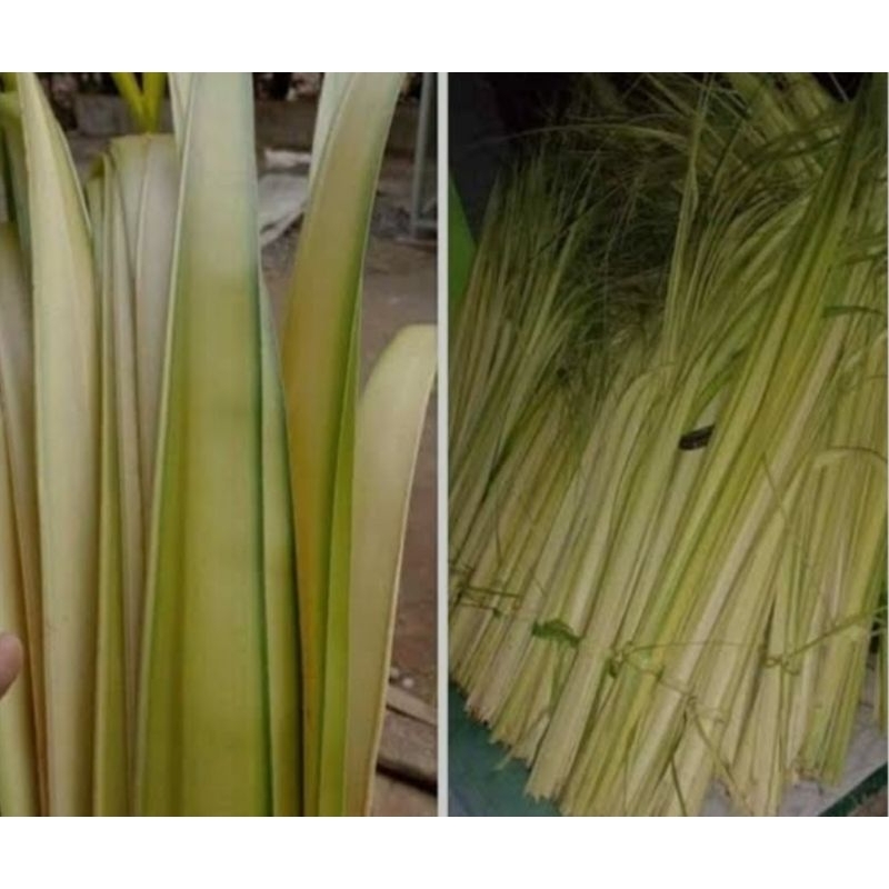 

Janur muda / isi 15 pcs dapat murah meriah