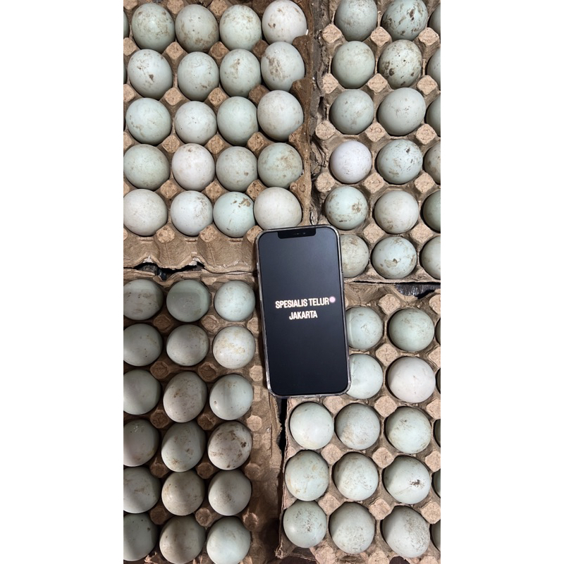 

TELUR BEBEK FRESH ISI 30 BUTIR MENGGUKAN TREI DAN BUBBLE WARAP