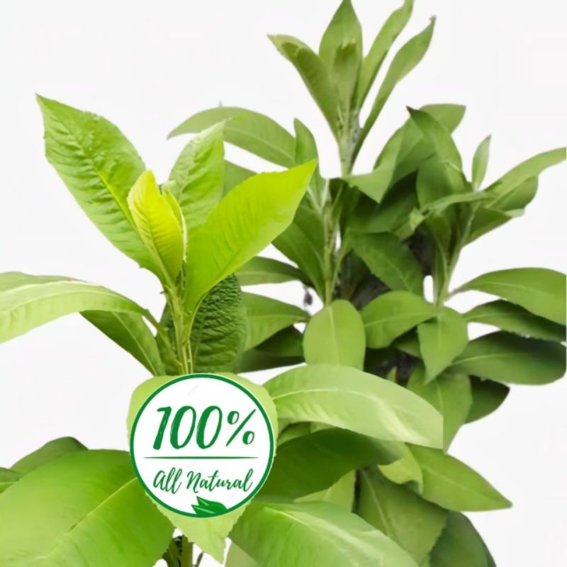 

Daun Sembung Segar Isi Per 1 Kg