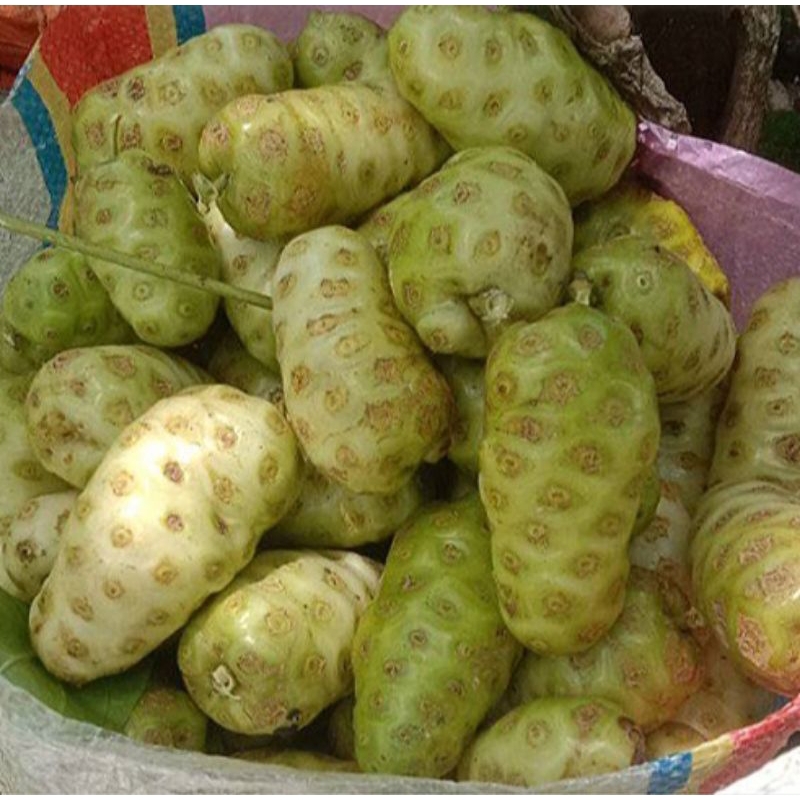 

5KG buah mengkudu