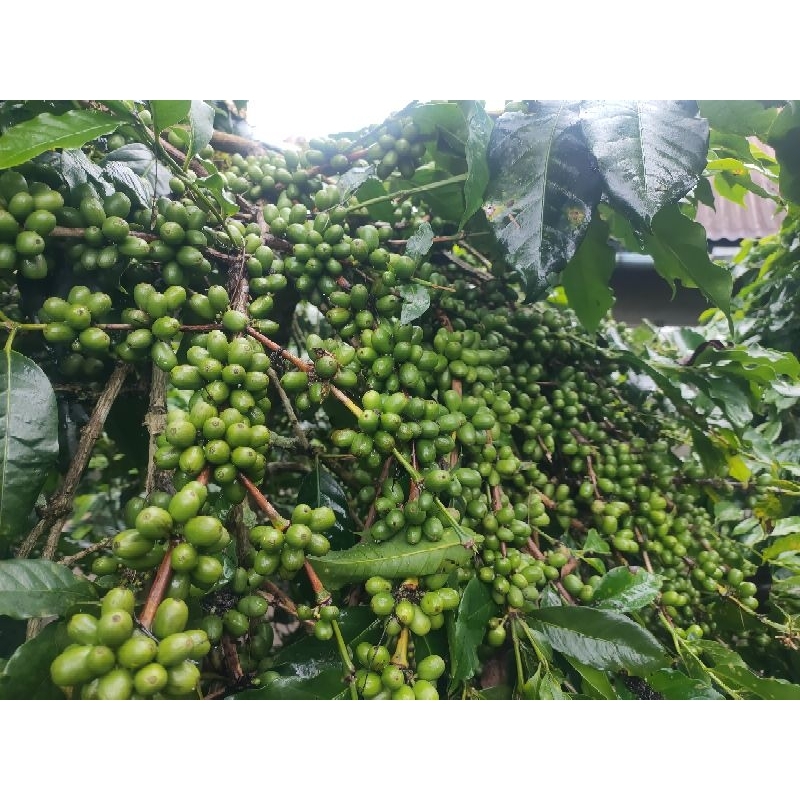 bibit kopi Arabika Ateng super/benih kopi Arabika Ateng super isi 700gram
