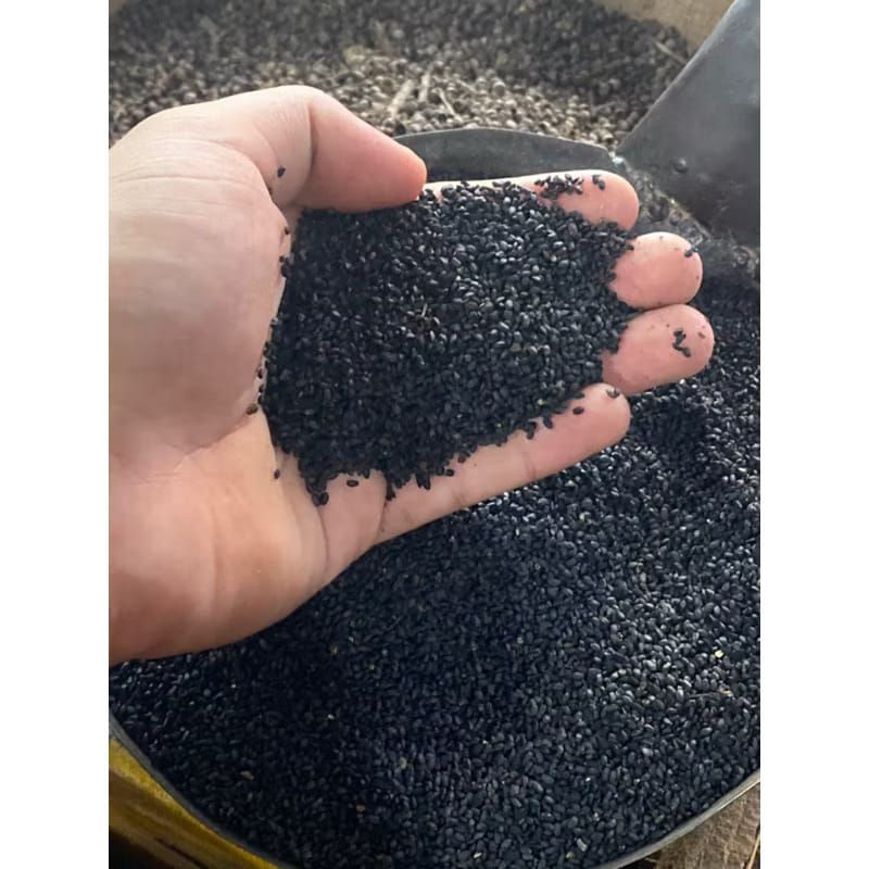 

biji selasih premium 1kg