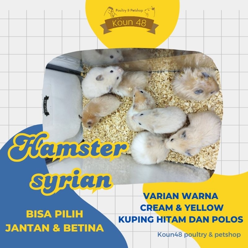Hamster Syrian Warna Cream & Yellow Syrian Yellow Satin