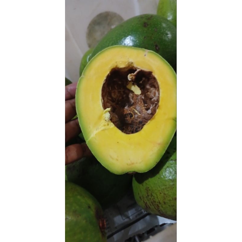 

alpukat MIKI pulen legit dijamin anti gagal
