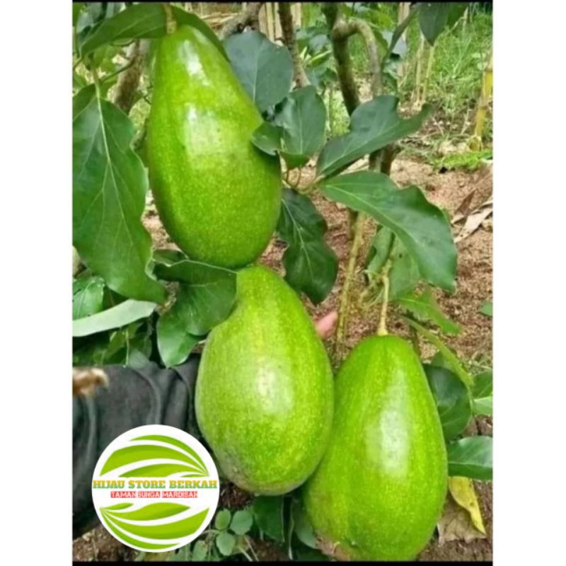 BIBIT ALPUKAT MARKUS JUMBO OKULASI (TERLARIS)