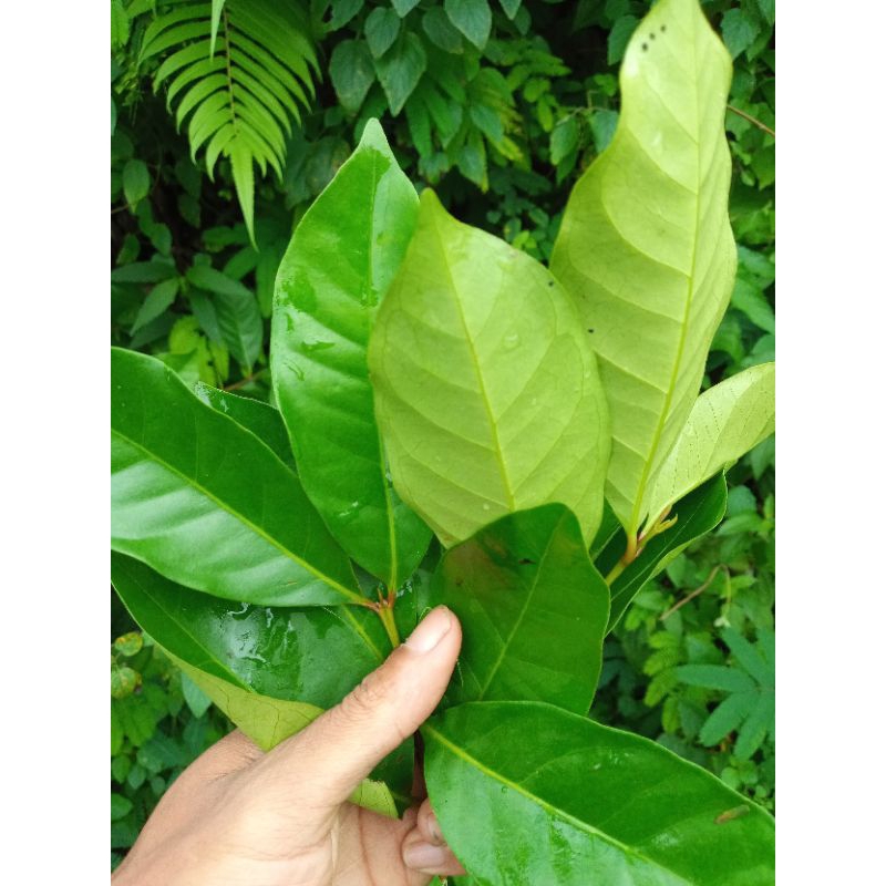 

daun salam Fres per 250 gram,daun salam gunung super harum,daun salam terlaris