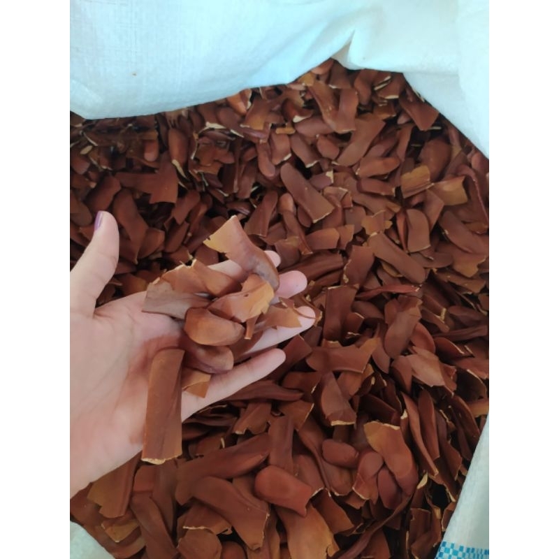 benih biji mahoni 1kg berkualitas