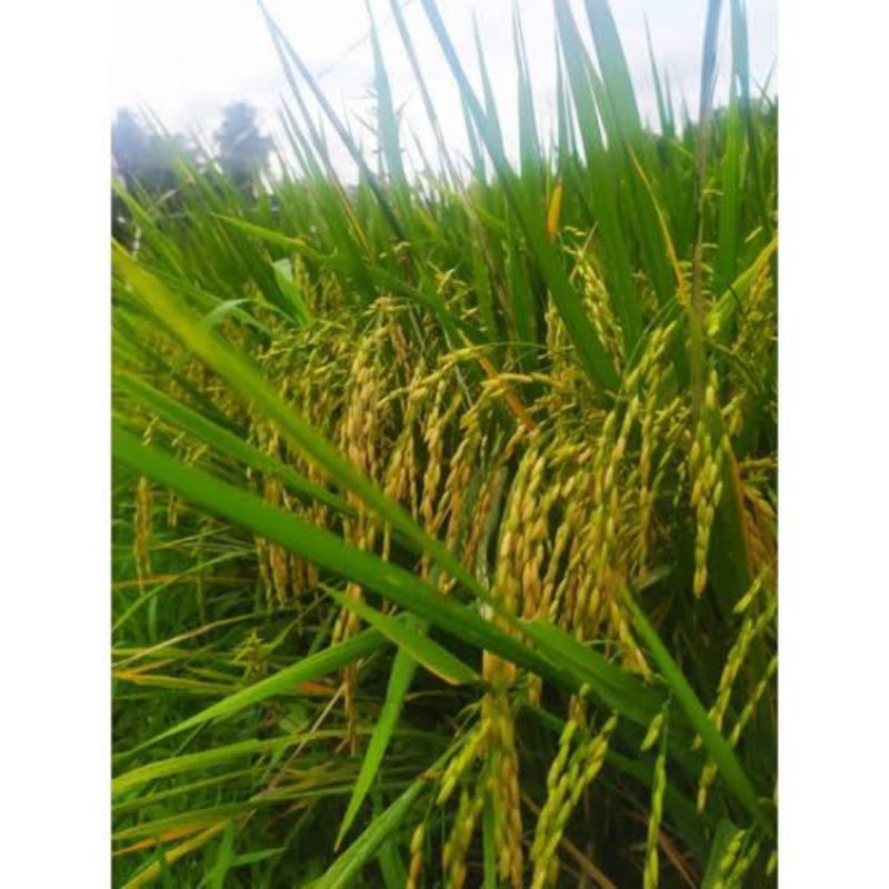 benih padi mr-320 super (1kg)