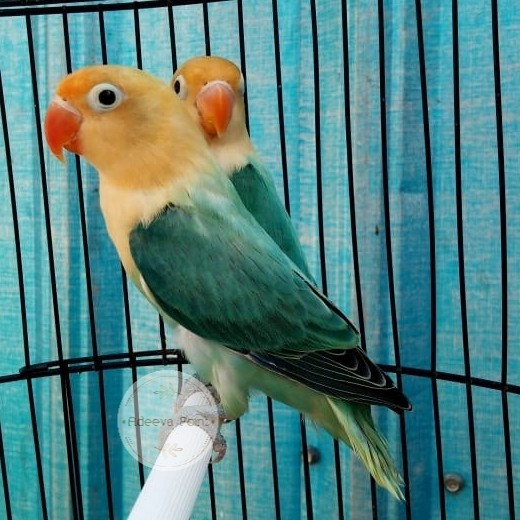 Burung Lovebird Biola PArBlue Sepasang
