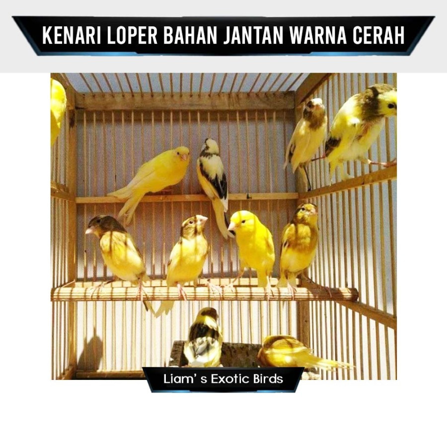 Kenari Loper Bahan Jantan Warna Cerah
