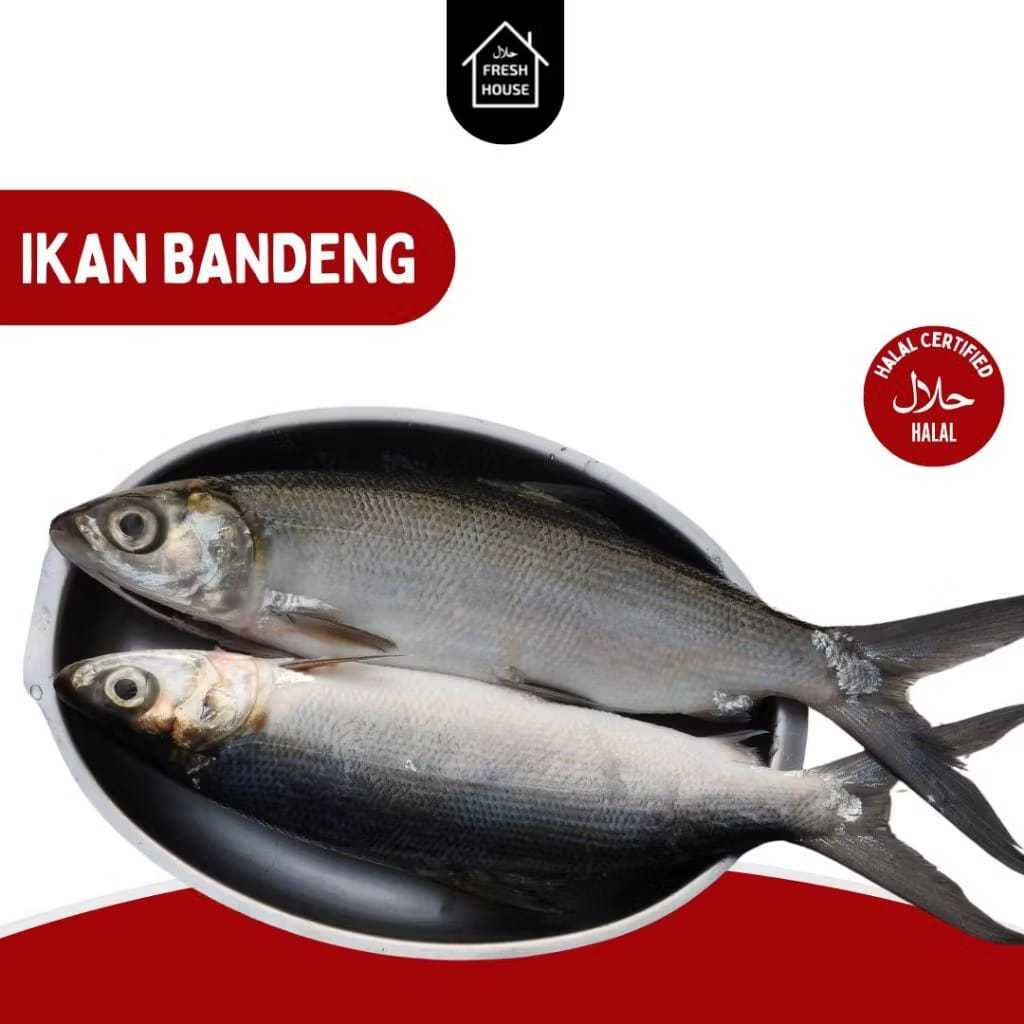 

IKAN BANDENG BESAR CABUT DURI FROZEN