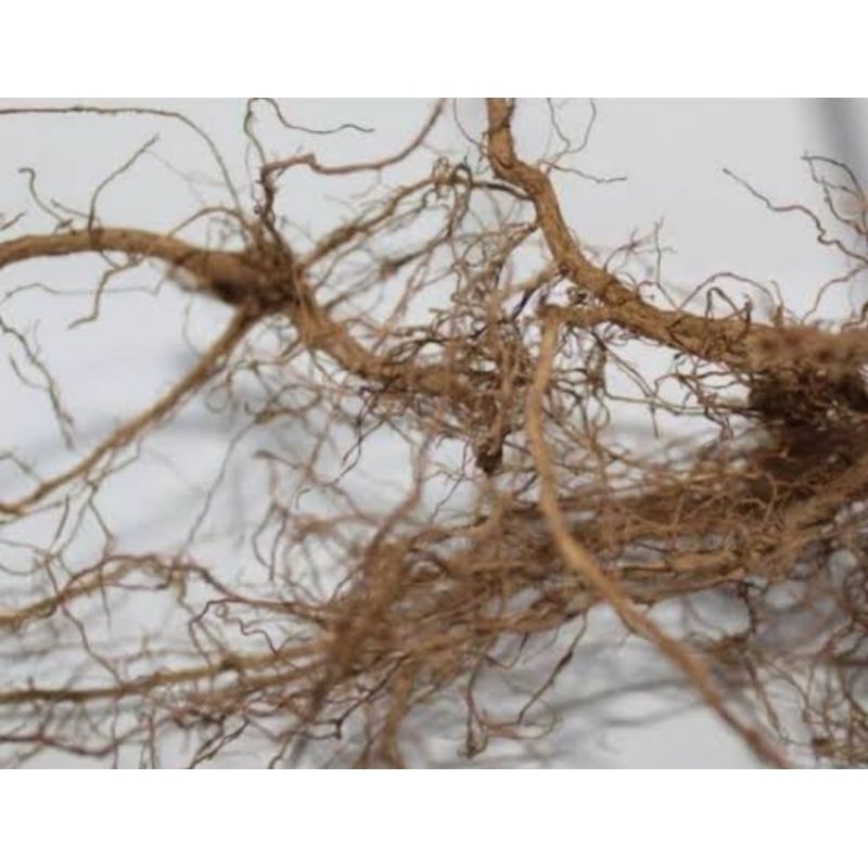 

Akar jarong segar akar pecut kuda segar 250 gram