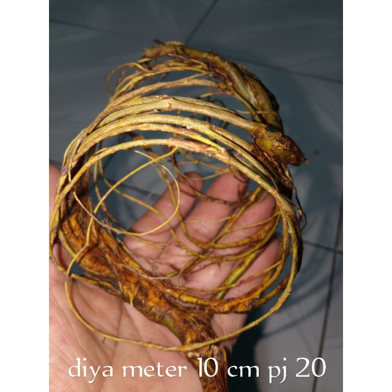 akar mimang asli bukan rakitan