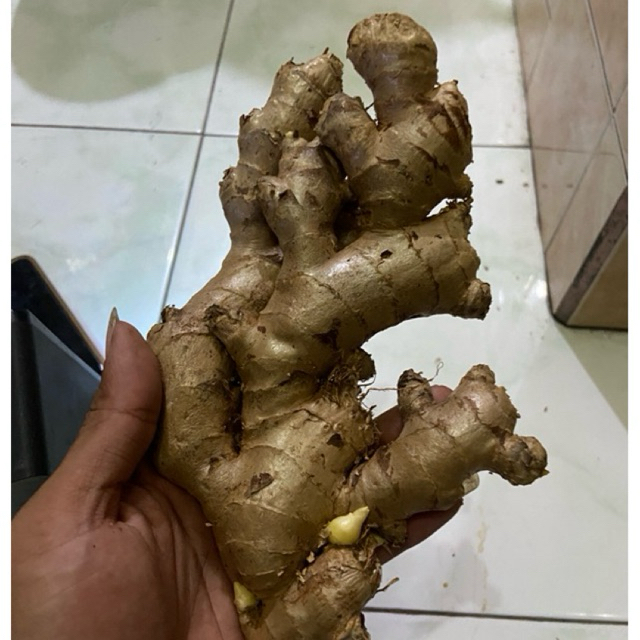 

jahe gajah kemasan 500gr