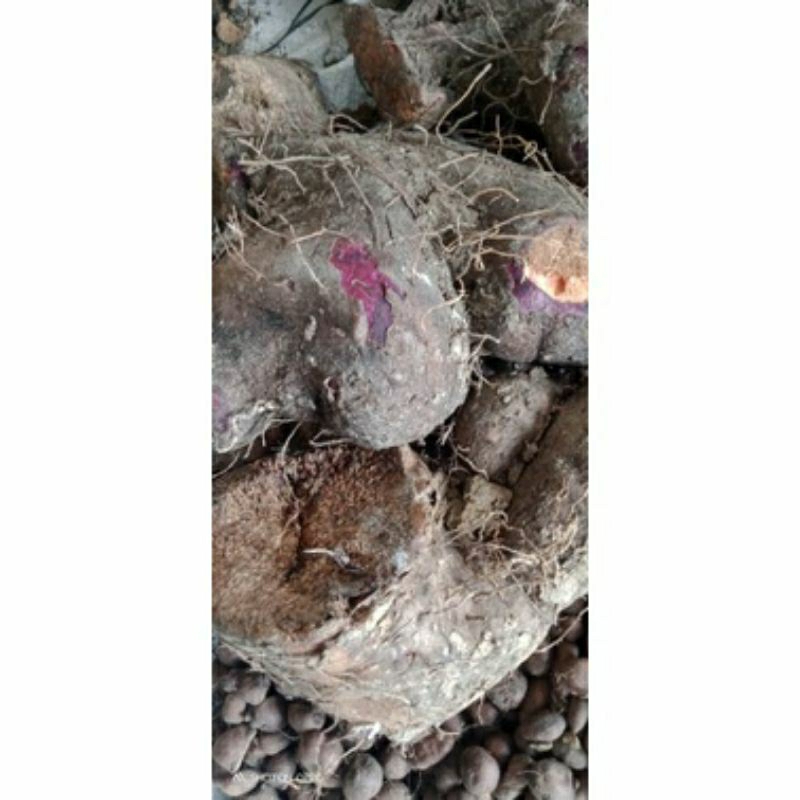 

UBI UWI ORIGINAL MAKANAN POLOPENDEM