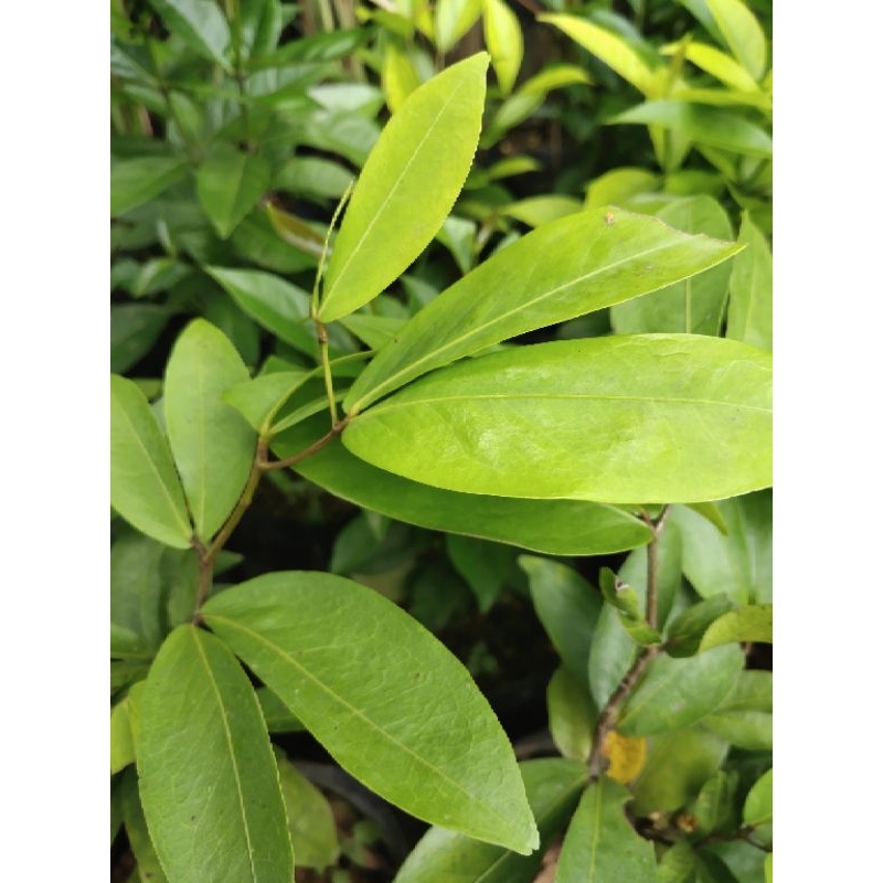 pohon namnam-tanaman Buah namnam namute putri Ajeng Arepa langka