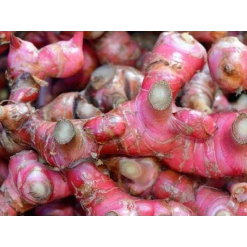 

Jahe merah 1 kg Fresh