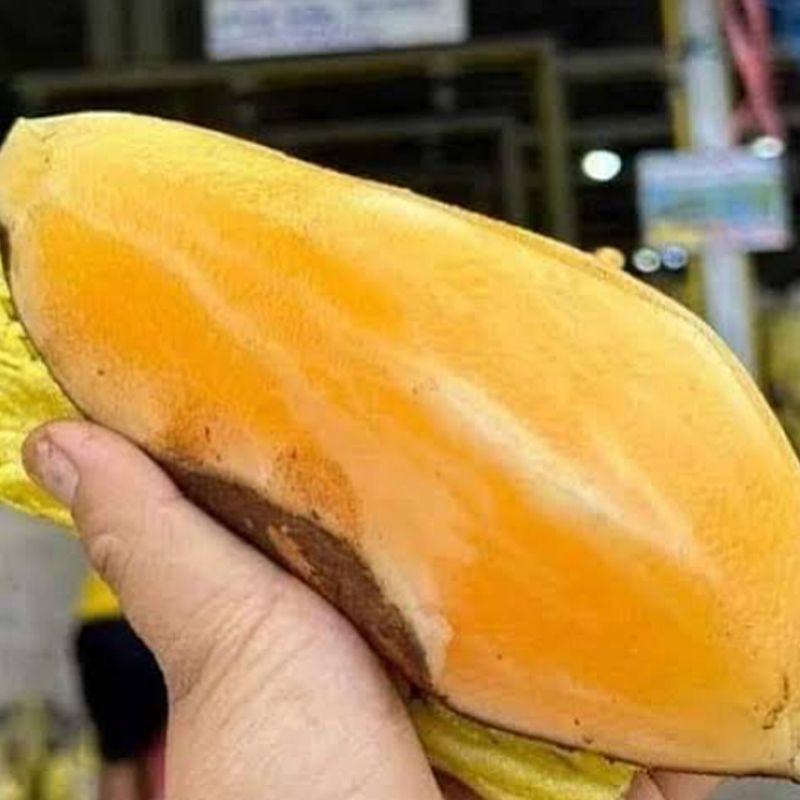 

Ubi Yakun 800Gr - 1 Kilogram