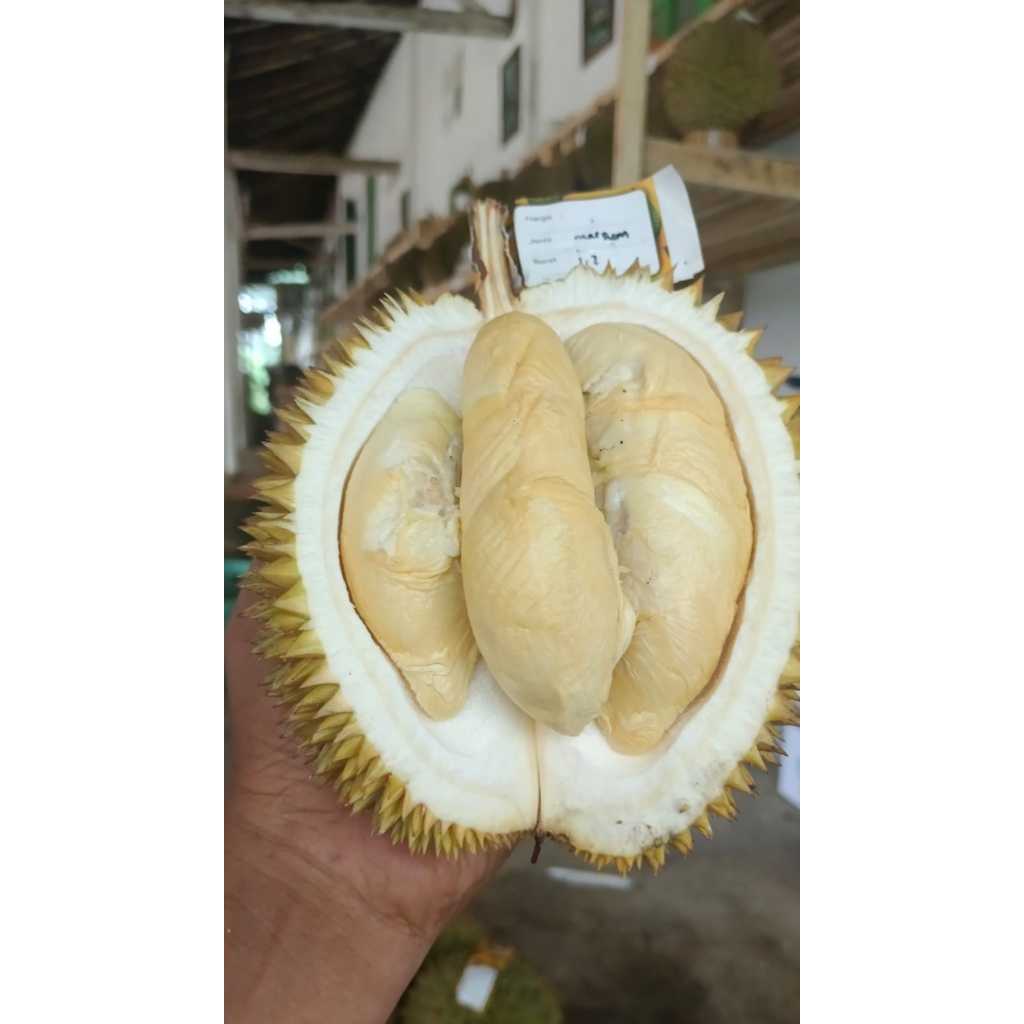 

Durian Bungsu rasa manis pait dan tebal warna kuning