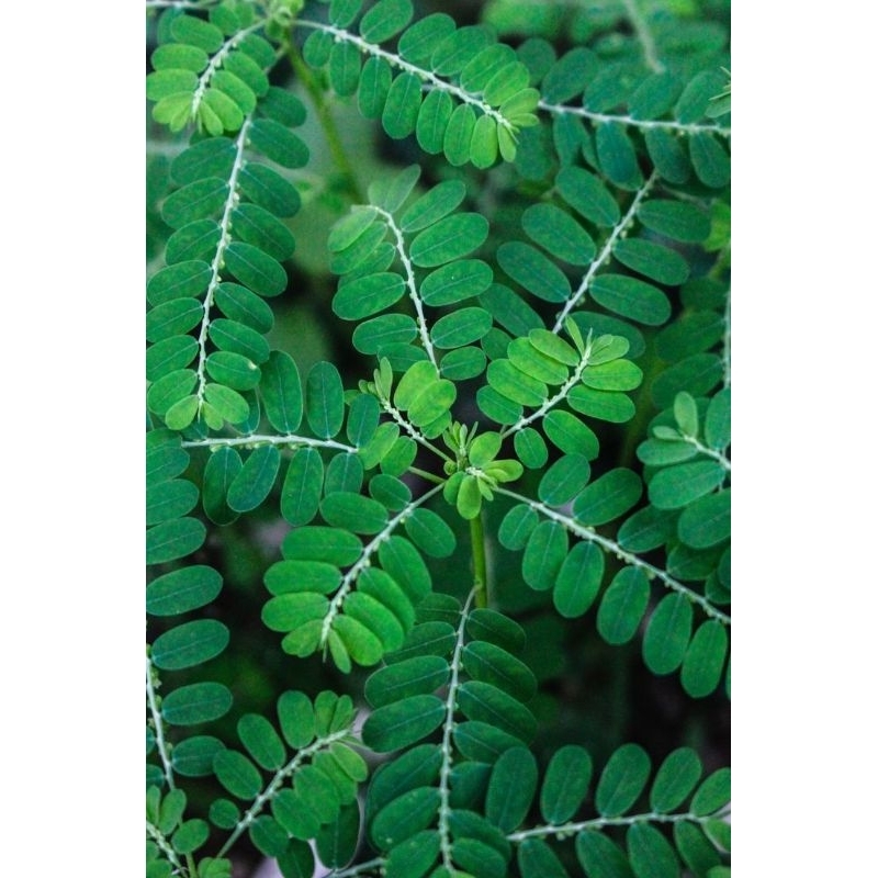 

tumbuhan herbal meniran