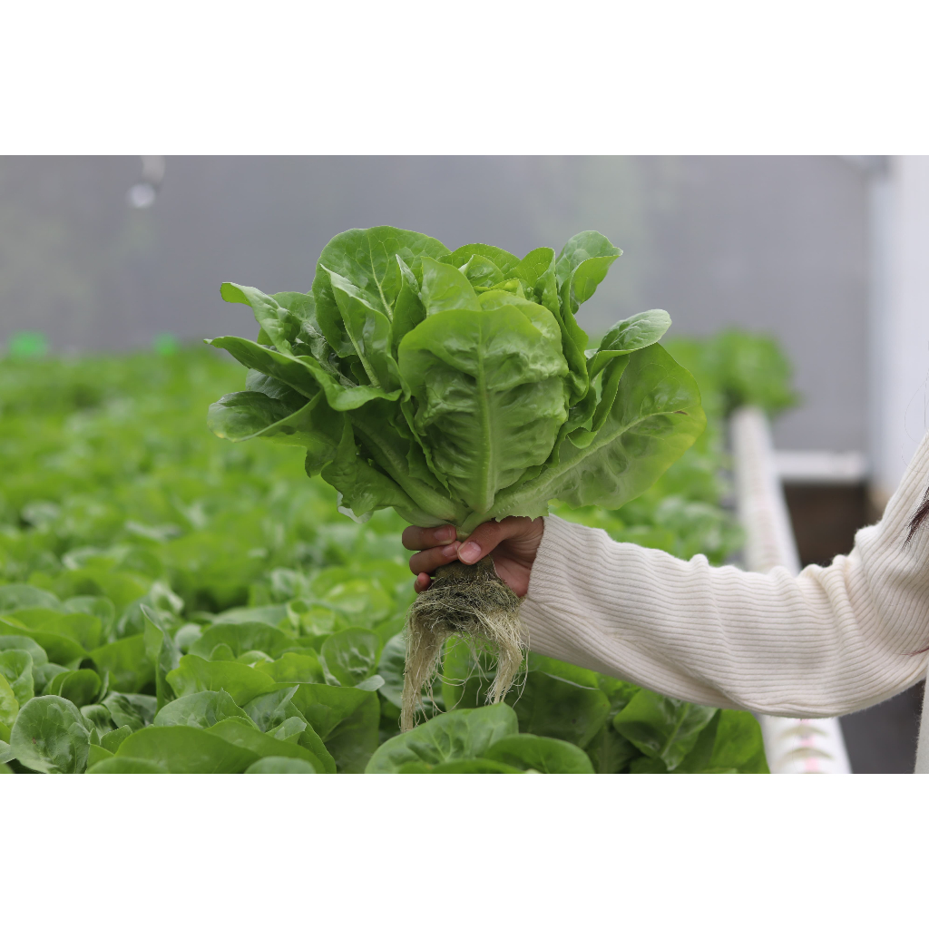 

Selada Romaine Premium Hidroponik Segar Dari Greenhouse Pintar - Bebas Pestisida, Kaya Nutrisi