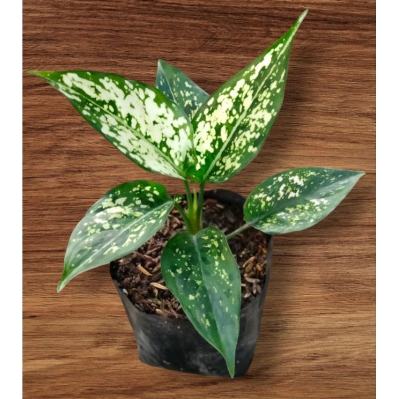 aglaonema snow white