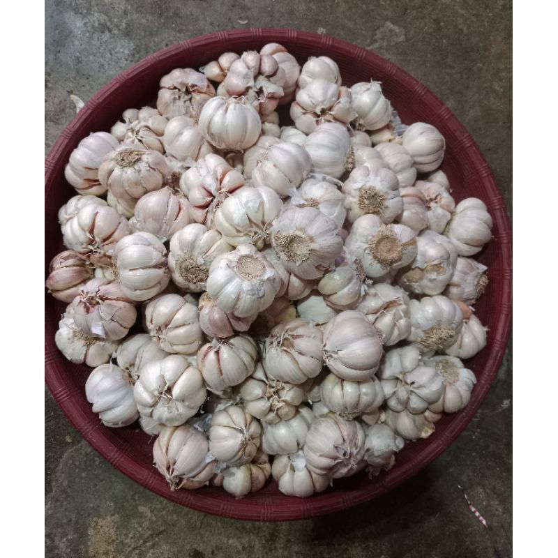 

bawang Putih fresh